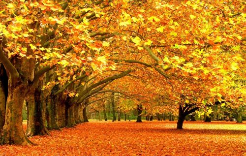 Waalse School Herfstvakantie
